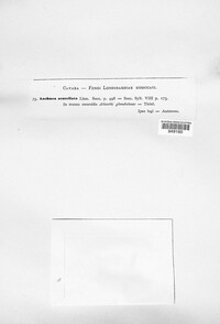 Scutellinia scutellata image
